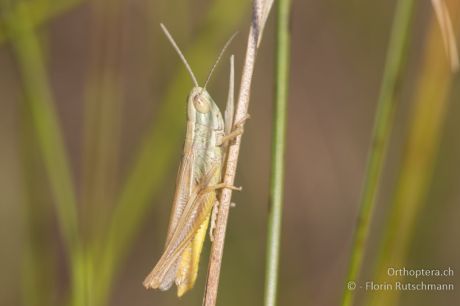 Euchorthippus pulvinatus