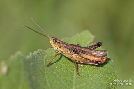 Chorthippus oschei