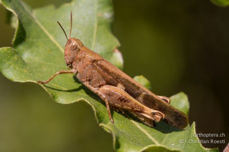 Aiolopus strepens