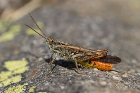 Chorthippus brunneus